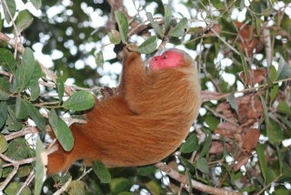 Amazon Ecopark- Floresta dos Macacos- Uacari Vermelho25b