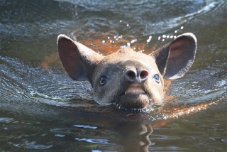 brazil_2010_118_large