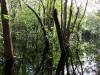 AMAZONAS 063b