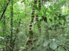 Caminhada na Selva - Igarapé Jaraqui (102)b