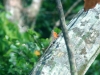DSC00271b