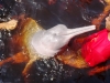 DSC02246b