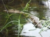 DSCF3521_resizeb