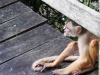 Macaco-capuchinob