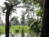 Passeio-igarapésb