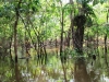 Passeio-igarapes_2b