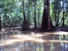 RIO SOLIMOES_b