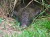crocodilob