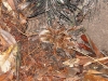 dsc03387b