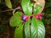 flor1b