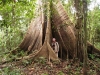 giant-kapokb
