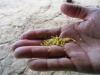 manioc-tapiocab