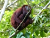 monkeyb