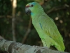 papagaio_blog