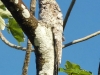 potoob