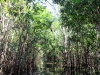 selva4