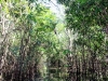 selva4b