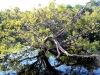selva7b