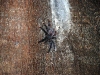 tarantulab
