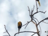 toucansb