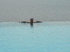 trop_buss_pool_2