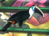 tucanob