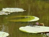 victoriaregiacomjacare