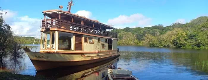  Amazon Emotions - Barco Manakin