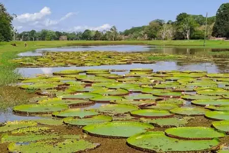  Amazon Eco Lodge - Vitria Rgia