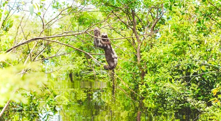 Caboclos House - perezoso en la selva inundada