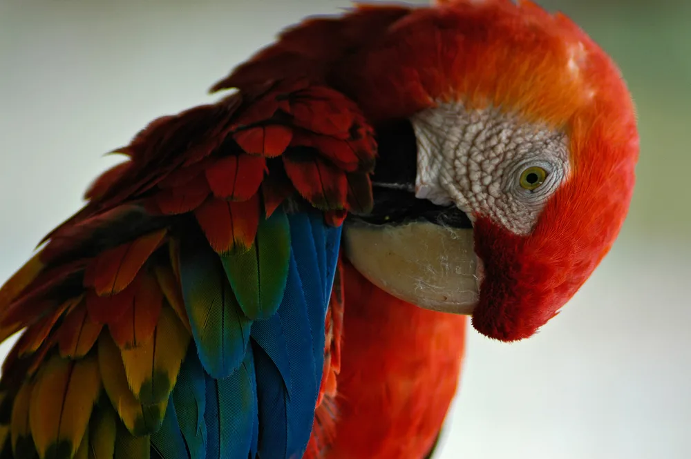  Private Rainforest Refuge - Guacamayo