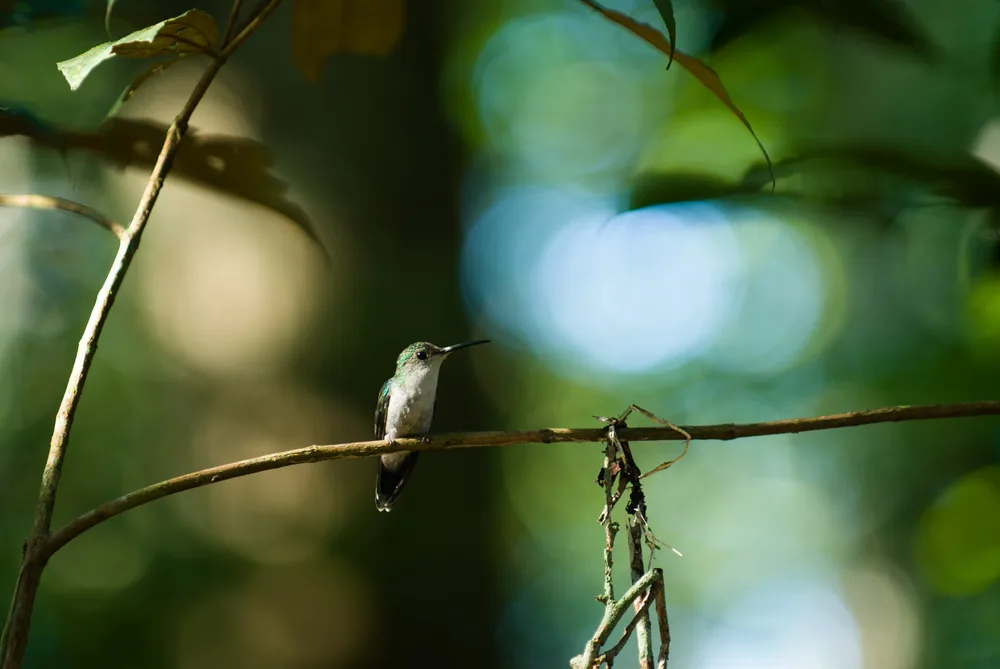 Private Rainforest Refuge - Colibrí