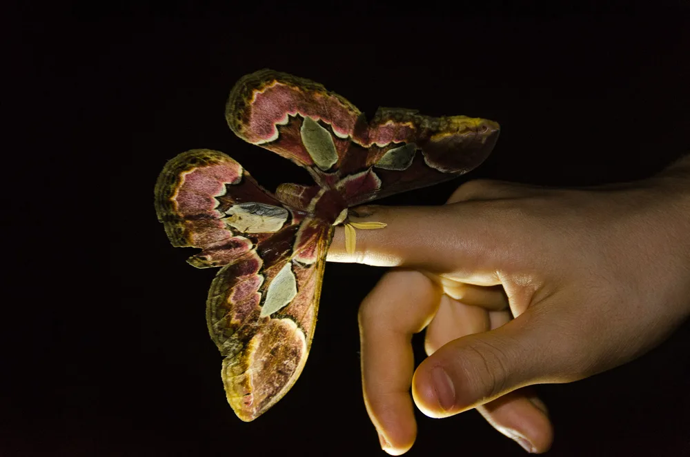  Private Rainforest Refuge - Mariposa