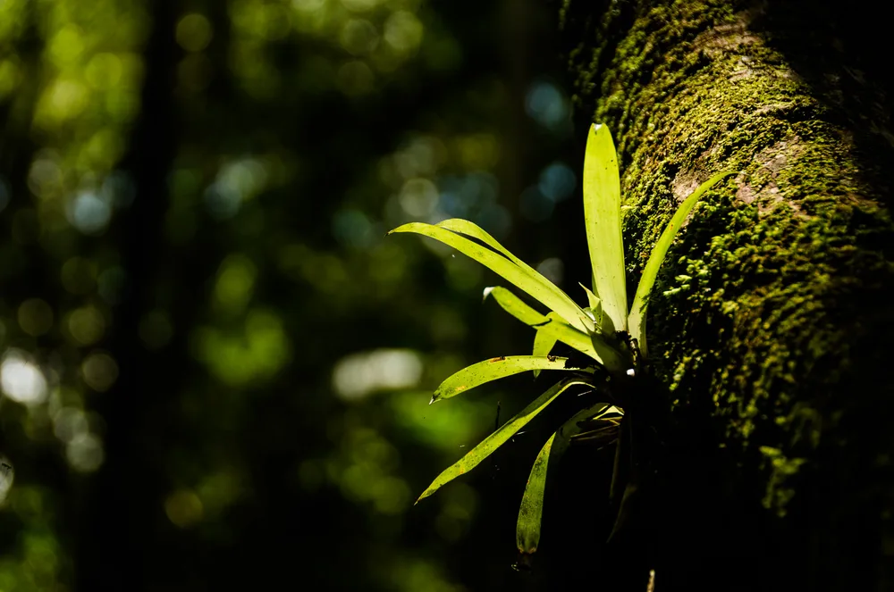  Private Rainforest Refuge - Bromelia