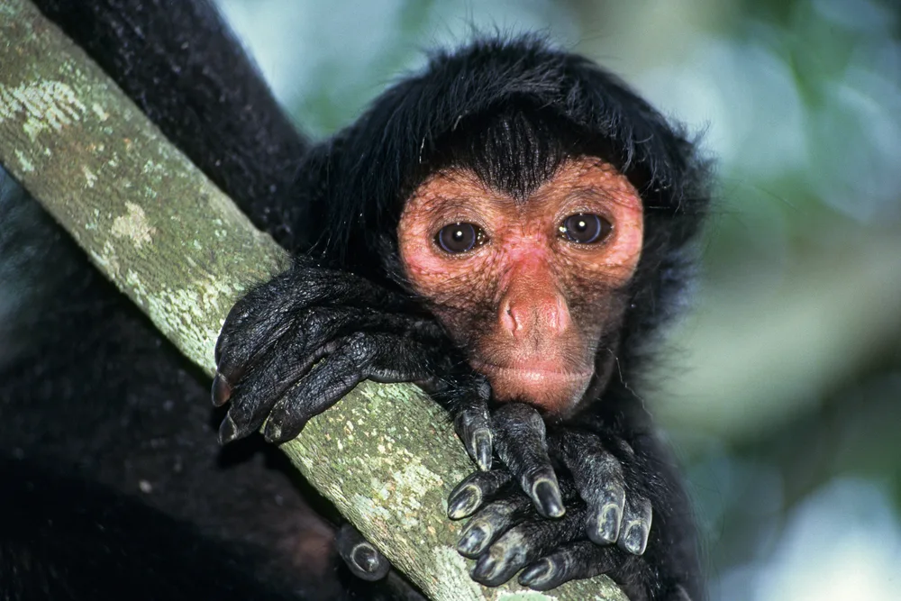  Private Rainforest Refuge - Mono araña
