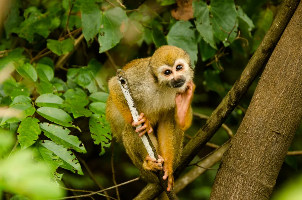  Private Rainforest Refuge - Mono ardilla
