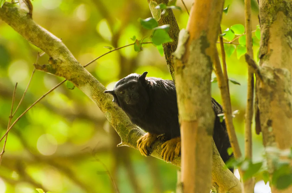  Private Rainforest Refuge - Tamarino de manos doradas