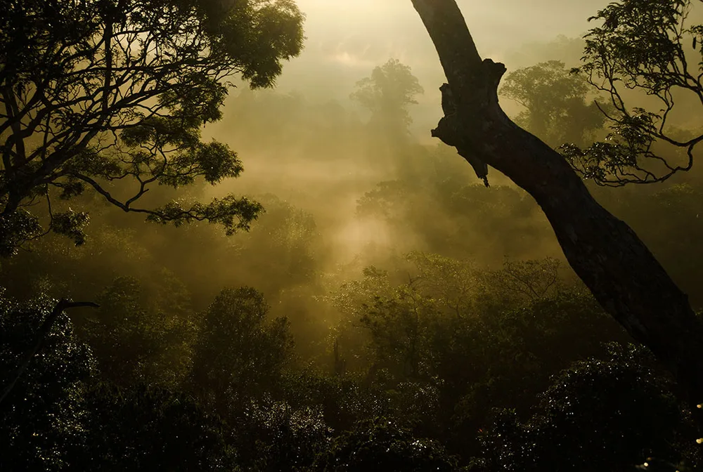  Private Rainforest Refuge - Amanecer