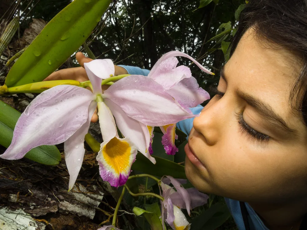  Private Rainforest Refuge - Orquídea