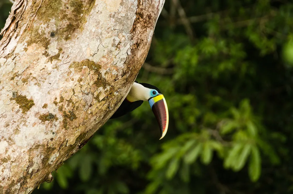  Private Rainforest Refuge - Tucán